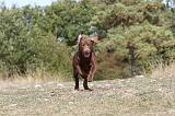 LABRADOR 089